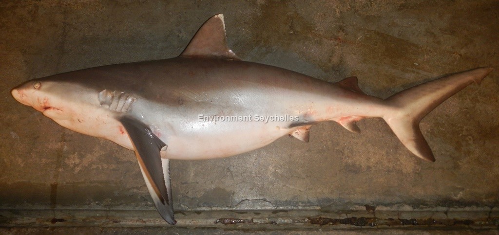 Carcharhinus amblyrhynchos (Bleeker, 1856)