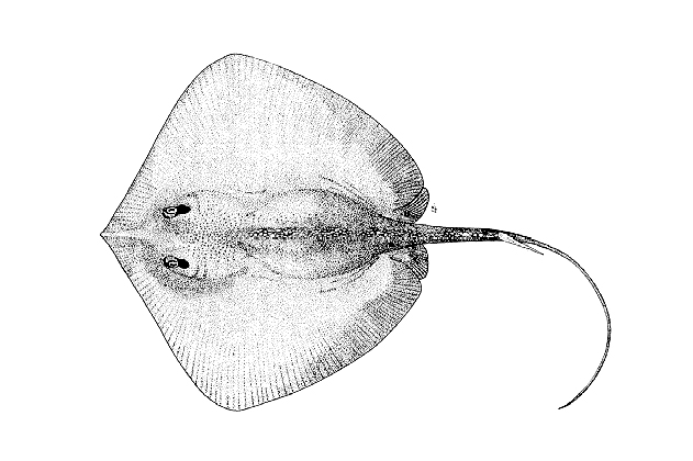Apolemichthys trimaculatus (Cuvier, 1831)