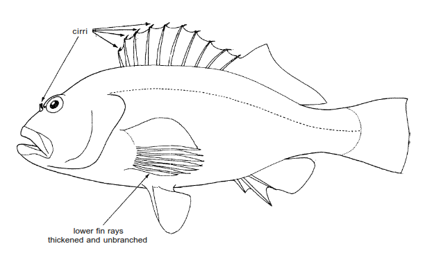 Apolemichthys trimaculatus (Cuvier, 1831)