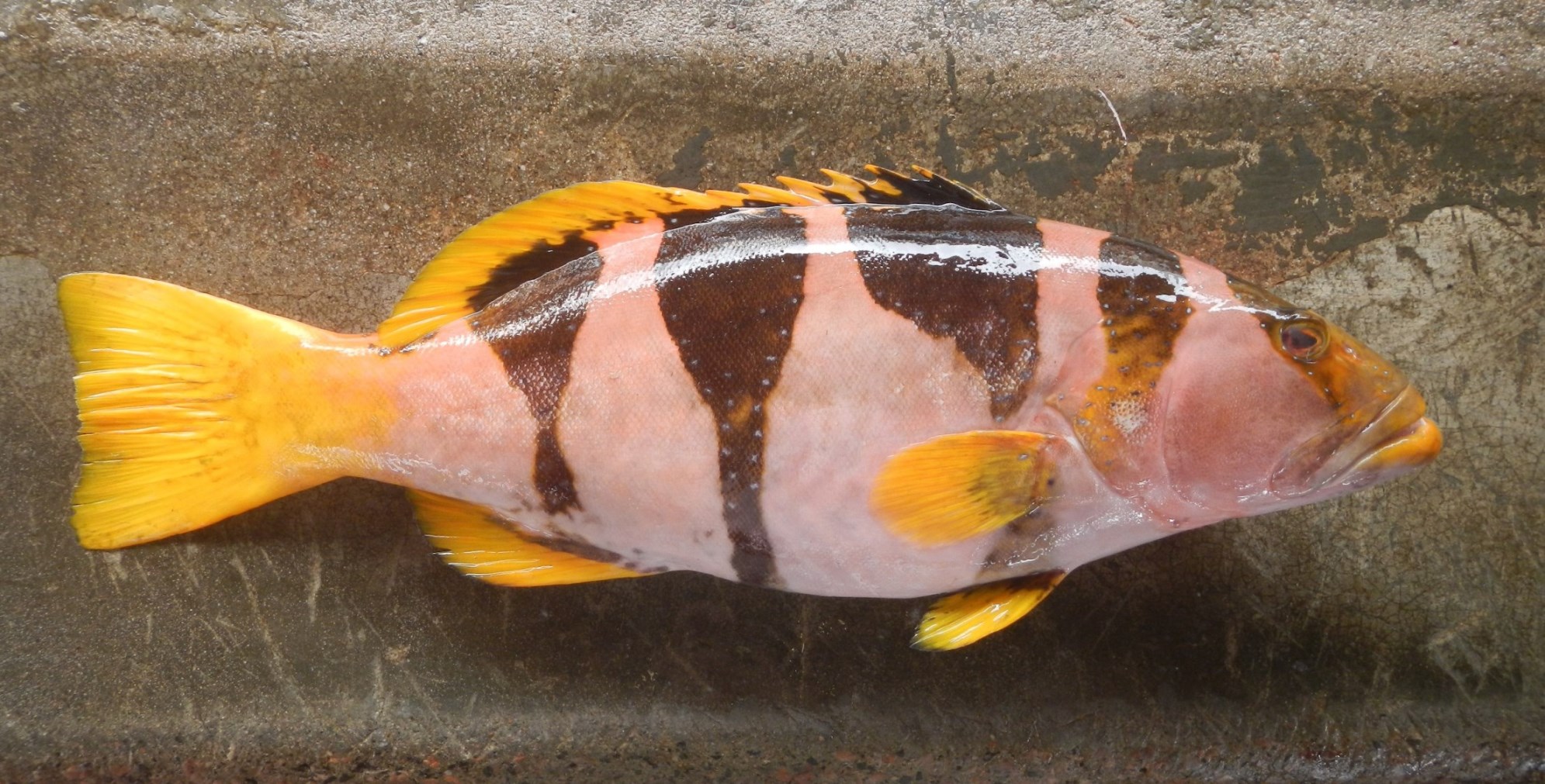 Seychelles Seatizens is a fish identification website and database.