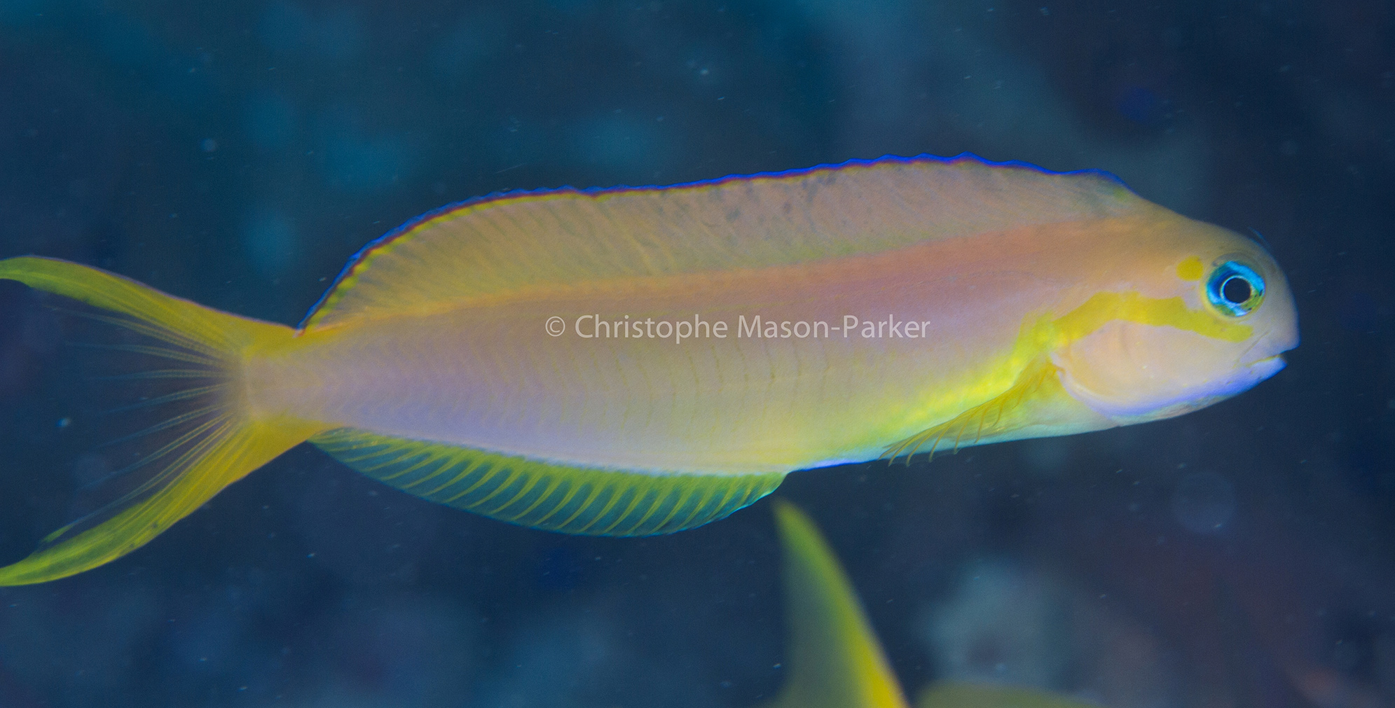 Seychelles Seatizens is a fish identification website and database.