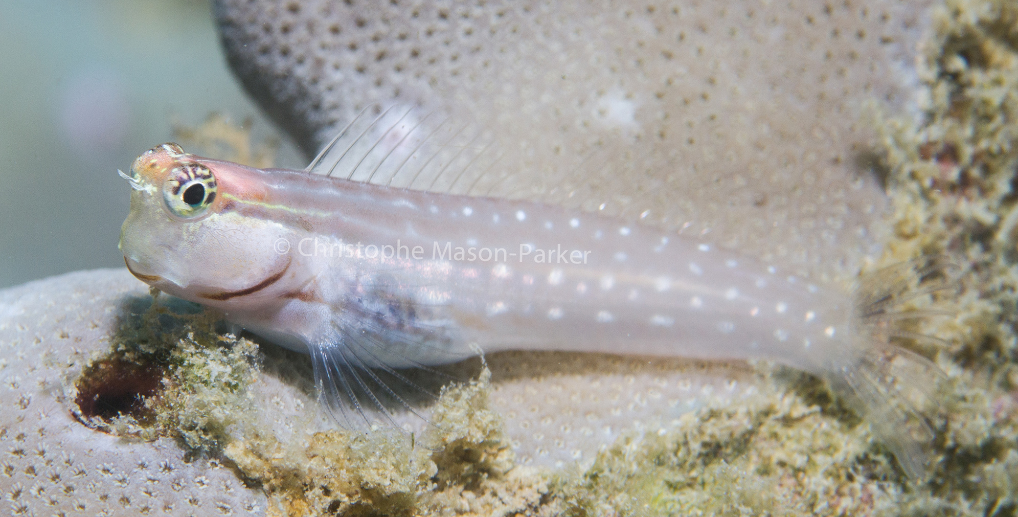 Seychelles Seatizens is a fish identification website and database.