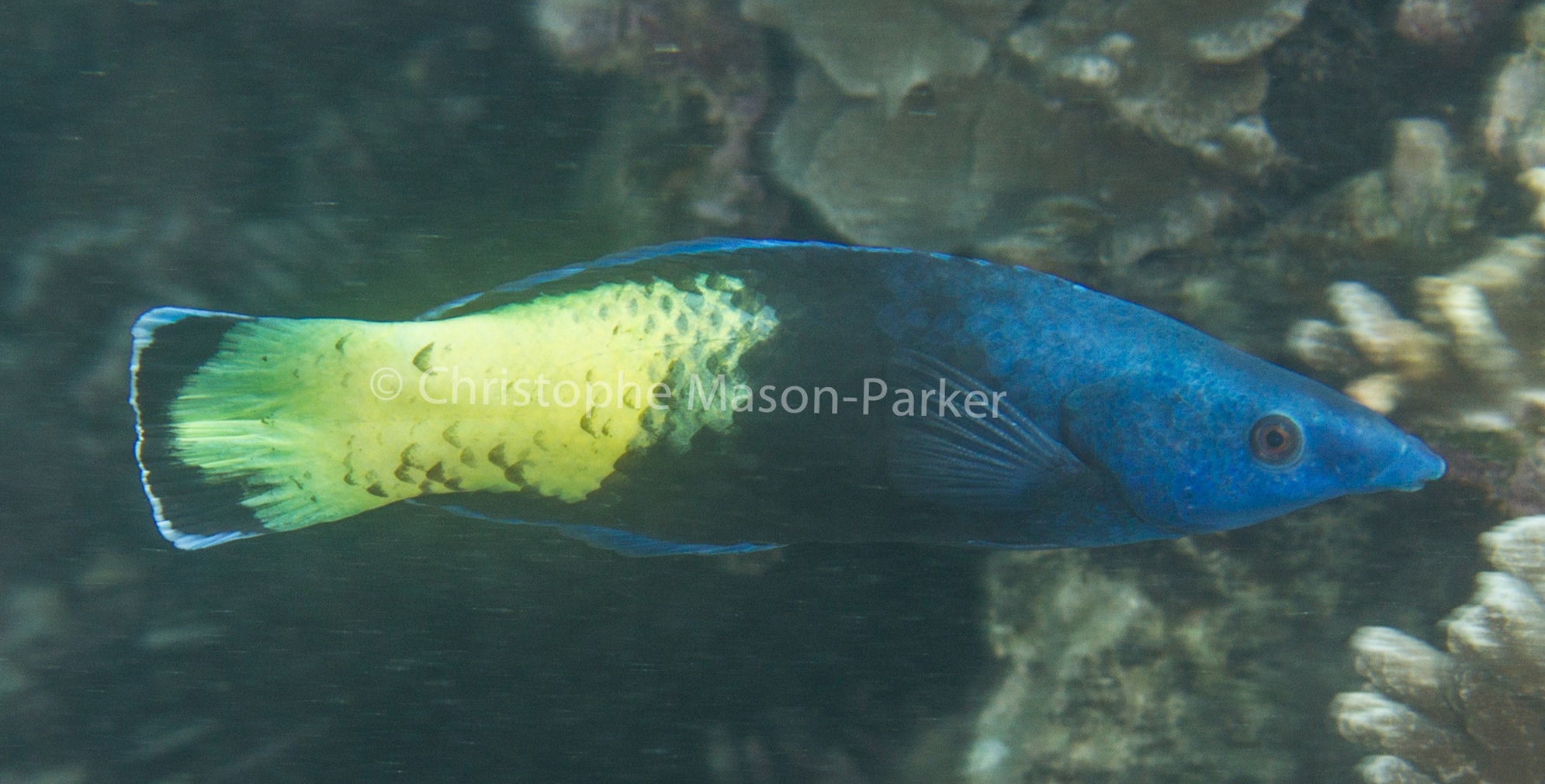 Seychelles Seatizens is a fish identification website and database.