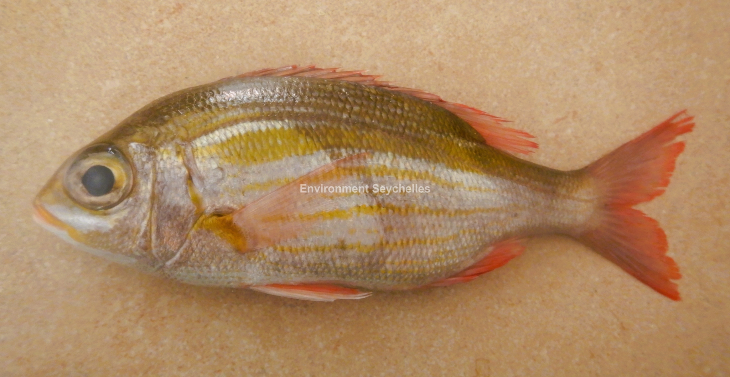 Gnathodentex aureolineatus (Lacepède, 1802)