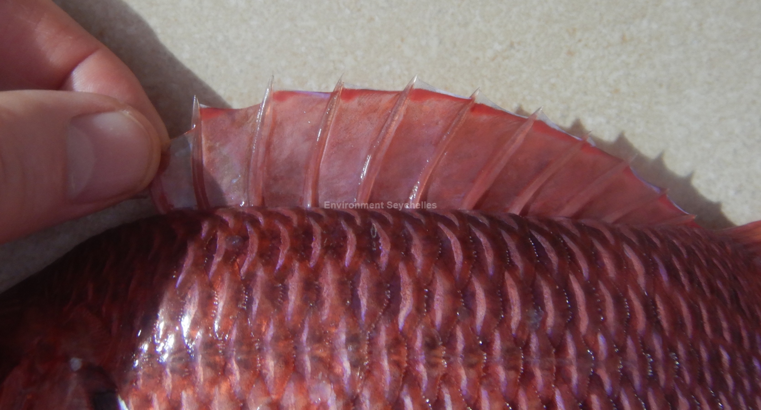 Naucrates ductor (Linnaeus, 1758)